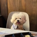 동명식당 | 광주 길목 동명점 언니카세 후기 - 반려동물 동반 가능 식당 후기
