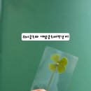 보림인쇄포장 | [행운부적 추천] 위시클로바 네잎클로버책갈피 센스있는 단체선물