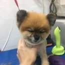 베리애견미용 이미지