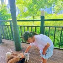 나무 | 파주 헤이리마을 카페 석죽재물고기나무 토끼 체험 후기