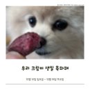 ㈜호호클린주유소 | [ 강마구자비 일기 ] 10/12 - 10/18 : 우리 크림이 생일 축하해