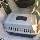 픽업펫 | 강아지유치원 픽업 운행 후기 (펫택시 기사)