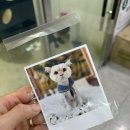 모할고양