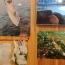 제주토끼 이미지