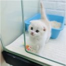 캣초딩 고양이분양 김포구래점 | 파란눈의 스코티시폴드 캣초딩 김포구래점