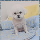 행복애견 이미지