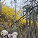 안양천 공중화장실(광명대교) | 응봉산 서울 개나리 명소 실시간 개화 주차정보 애견 동반 봄꽃나들이