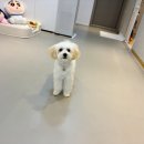 고인걸애견미용전문샵 | 전주 송천동 애견미용 추천 아로멍에서 펫아로마 받은 솔직후기
