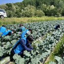 한국농어촌공사 괴산증평지사, 농촌 일손돕기 추진 이미지