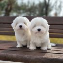 브리더클럽 이미지