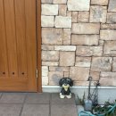 강생이천국 이미지