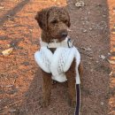 멍Mother | 이누네코 훈민정음 자개 설빔 배자, 귀도리 set_강아지 설한복/귀여운 도련님💖💝