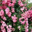 도로시(Dorothy) 이미지