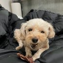 앨리스in동물병원 이미지