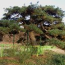 이준 선생 묘 이미지