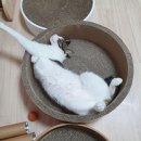 중기청(중소기업청년전세<b>대출</b>) 100% 연장&목적물변경...