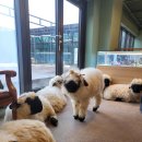 애니멀랜드 이미지