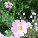 대황강 자연휴식공원 이미지