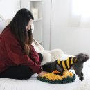 꽃길만걷개 이미지