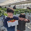 쉴만한 농원 | [아이와가볼만한곳 딸기체험] 고씨딸기체험농원 내돈내산 후기 🍓
