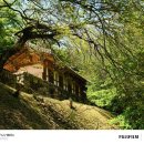 🌿 전북 고창 가볼만한곳 철쭉과 금강송이 어우러진 조선의 시간, 고창읍성 산책