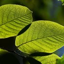 퀘렌시아 이미지