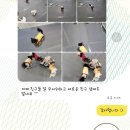 안독(Andog) 이미지