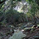 산방산의봄 이미지