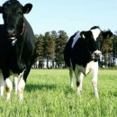 청초목장 이미지