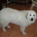 멍멍이가족 이미지