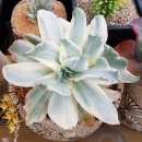 문리버2 이미지