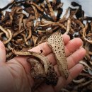 둠지능이버섯백숙 | 국산 건조 능이버섯 자연산 말린 능이 백숙 재료로 추천합니다