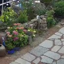 스테이 도채비꽃 이미지