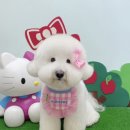 댕댕이묭실 이미지