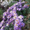 들꽃세상 | 청화쑥부쟁이 – 가을 햇살 아래 가장 빛나는 들꽃