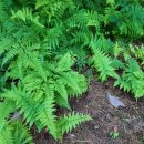 문수산자연휴양림 이미지