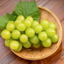 올바른 농원 이미지