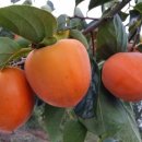 청우농장 이미지