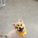 멍멍살롱 이미지