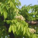 나무를 심는 사람들 이미지