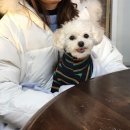 반려견 동반 식당, 호텔) 세인트존스 호텔, 르꼬따쥬, 툇마루, 순두부젤라또, 주문진회센터, 둔내역 한우