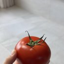 요춘농장 네이버블로그