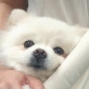 도안 ECO 종합동물병원 이미지