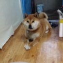 엄지네