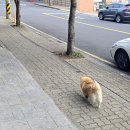 거린사슴전망대 | 제주 중문 맛집 장가네해장국, 거린사슴전망대
