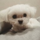 두부 나라 이미지