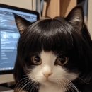 내머리어때 Daum카페