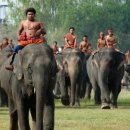 세계의 축제 · 기념일 백과 - 수린 코끼리 축제[ Surin Elephant Round-up ] 이미지
