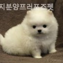 강아지분양프러포즈펫