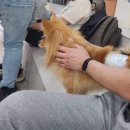 애견천국 이미지